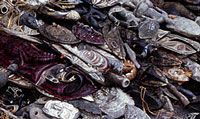 New Guinea Tribal Art